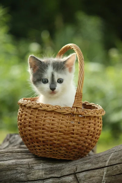 Cute small white and gray kitten resting in the basket — Stock Photo, Image