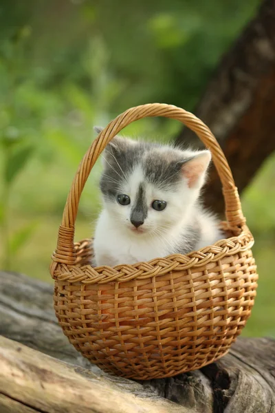 Cute small white and gray kitten resting in the basket — Stock Photo, Image