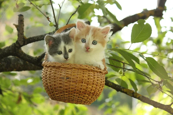 Два котенка сидят в корзине висящей на дереве — стоковое фото