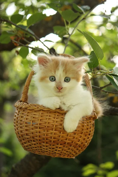 White small fluffy kitten in the basket — Stock Photo, Image