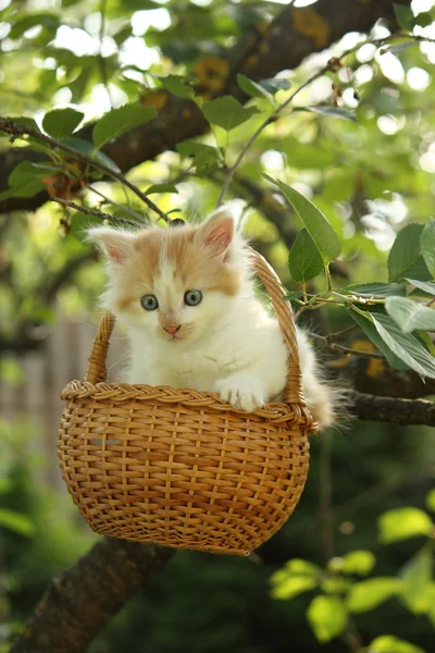 Blanco pequeño gatito esponjoso en la cesta — Foto de Stock