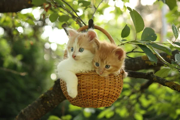 Two kittens sitting in the basket hanging on the tree — Stock Photo, Image