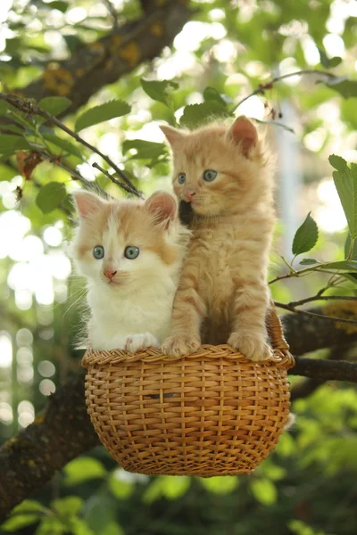 Two kittens sitting in the basket hanging on the tree — Stock Photo, Image