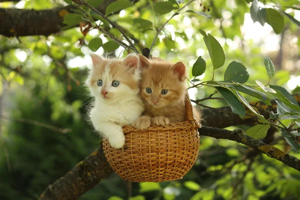 Two kittens sitting in the basket hanging on the tree — Stock Photo, Image