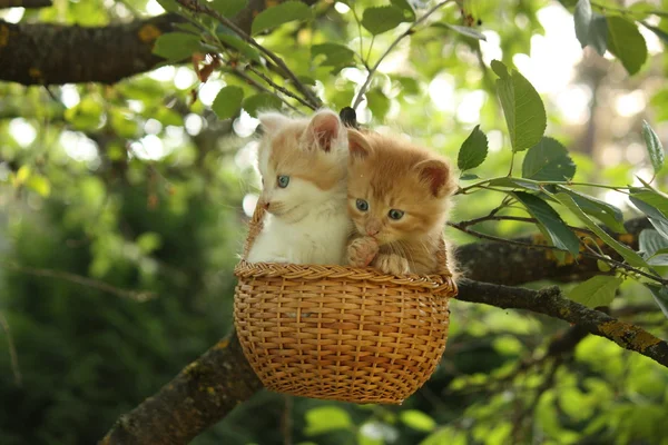 Dos gatitos sentados en la cesta colgando del árbol — Foto de Stock