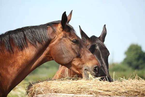 Two bay horses eating hay at the pasture — Stock Photo, Image