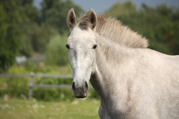 White andalusian young colt portrait — Stock Photo, Image