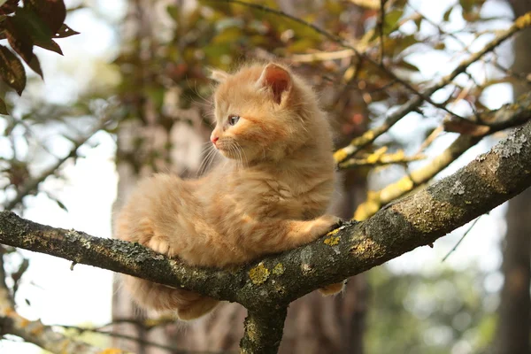 Милий маленький кошеня, що вилазить на дерево — стокове фото