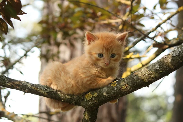 Милый маленький котенок залезает на дерево — стоковое фото