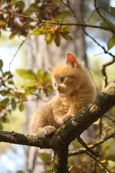 ลูกแมวน้อยน่ารักปีนต้นไม้ — ภาพถ่ายสต็อก