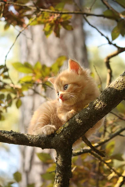 Милый маленький котенок залезает на дерево — стоковое фото