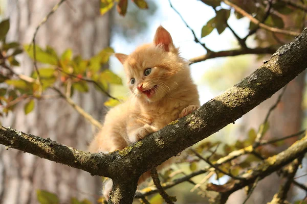 Милий маленький кошеня, що вилазить на дерево — стокове фото