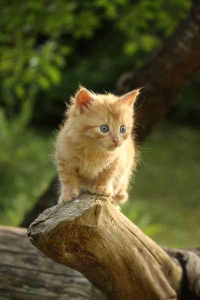 Милый маленький котенок залезает на дерево — стоковое фото