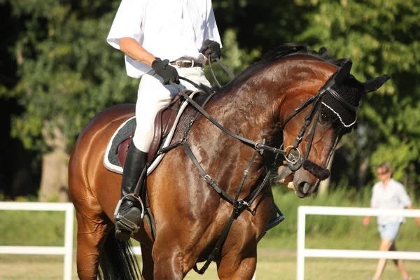 Retrato de caballo marrón durante la competición —  Fotos de Stock