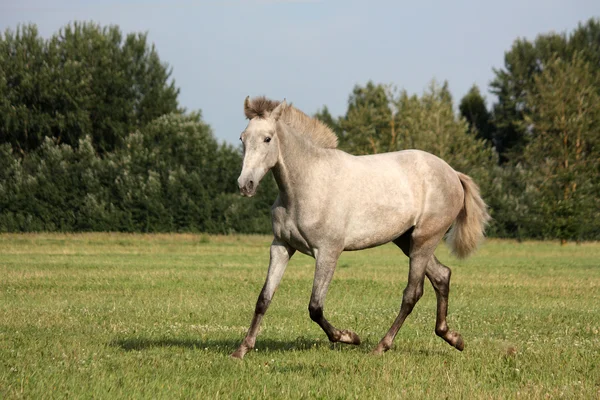 Beautiful gray andalusian colt (young horse) trotting free — Stock Photo, Image