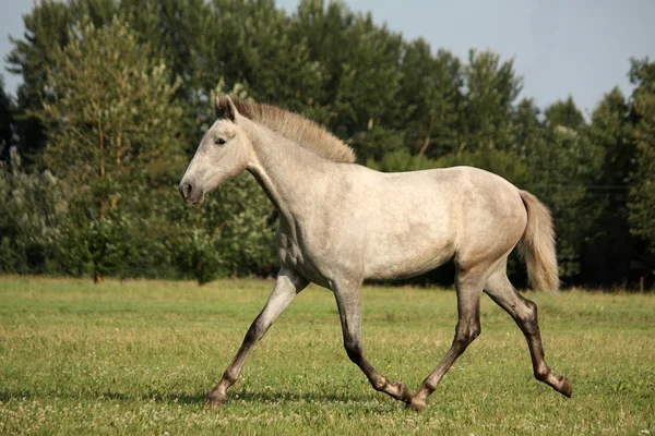 Mooie grijze Andalusische colt (jong paard) dravende gratis — Stockfoto