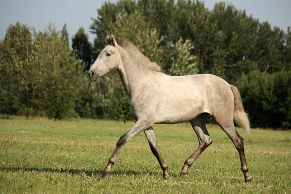Beautiful gray andalusian colt (young horse) trotting free — Stock Photo, Image