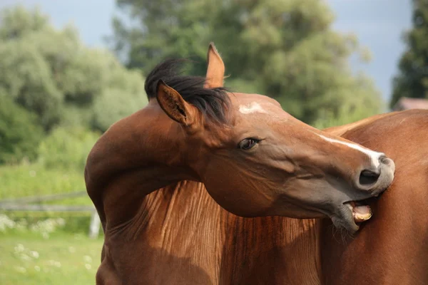 Brown horse scratching itself at the pasture — Stock Photo, Image