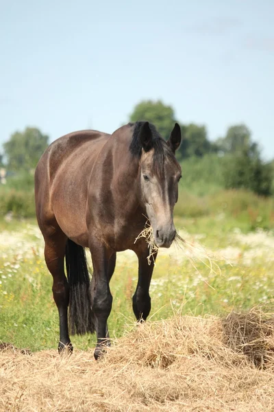 Young gray horse standing at pasture and eating hay — Stock Photo, Image