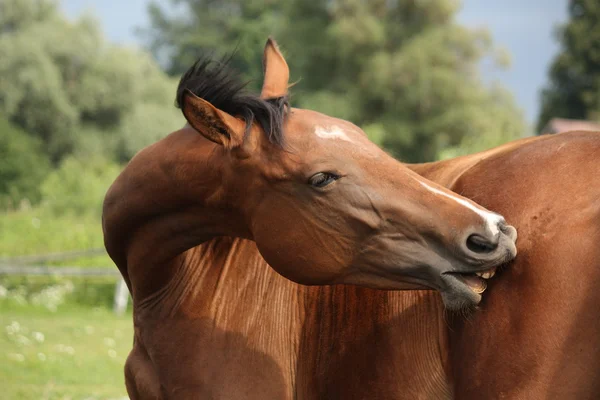 Braunes Pferd kratzt sich auf der Weide — Stockfoto