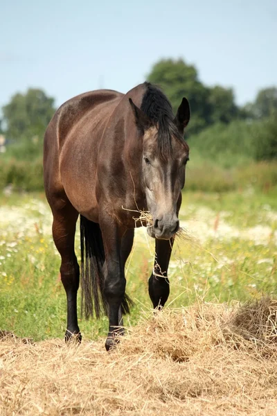 Mladý šedý kůň stojící na pastvinu a jíst seno — Stock fotografie