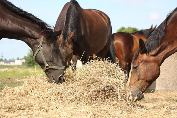 Kudde van bruin paarden eten droge hooi — Stockfoto