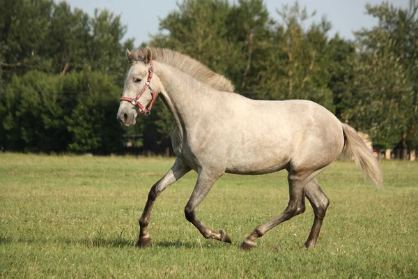 Giovane cavallo andaluso grigio spagnolo galoppo gratis — Foto Stock