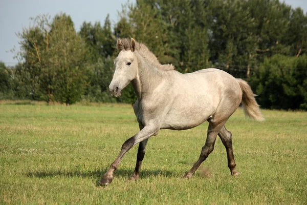 Junge andalusische Schimmel spanisches Pferd galoppiert frei — Stockfoto