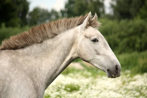 Retrato de potro joven andaluz blanco — Foto de Stock