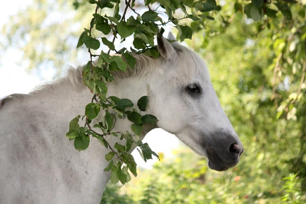 Porträtt av vit arabisk häst i trädgården — Stockfoto