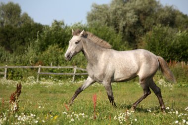 Ücretsiz paça güzel gri Endülüs colt (genç at)