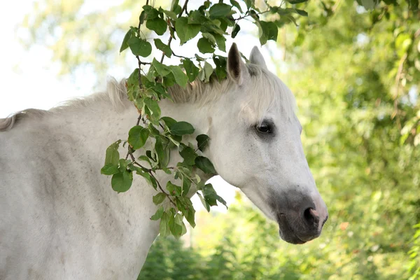 Portret białego konia arabskiego w ogrodzie — Zdjęcie stockowe