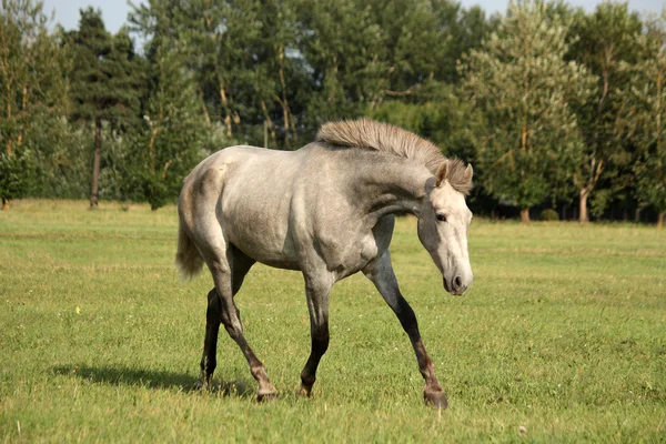 Gyönyörű szürke andalúziai colt (fiatal ló) ingyenes ügető — Stock Fotó