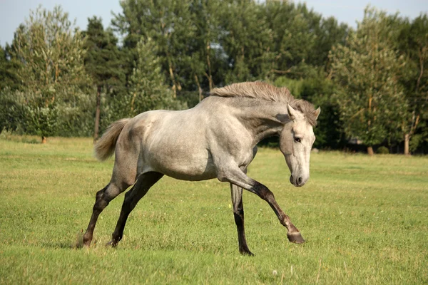 Jovem cavalo espanhol andaluz cinza galopando livre — Fotografia de Stock