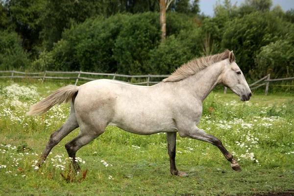 Gray andalusian horse galloping at flower field — Stock Photo, Image