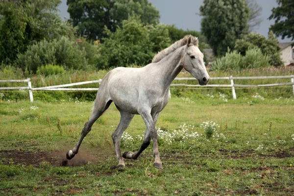 Cavallo bianco che trotta libero al campo di fiori — Foto Stock