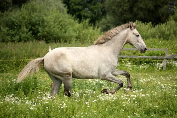 Schimmeliges andalusisches Pferd galoppiert auf Blumenfeld — Stockfoto