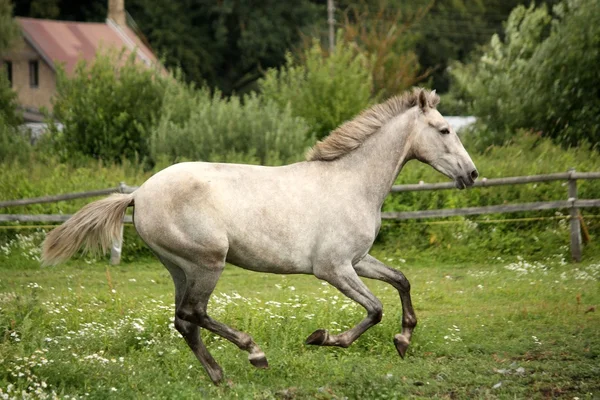 Серый андалузский конь скачет по цветочному полю — стоковое фото