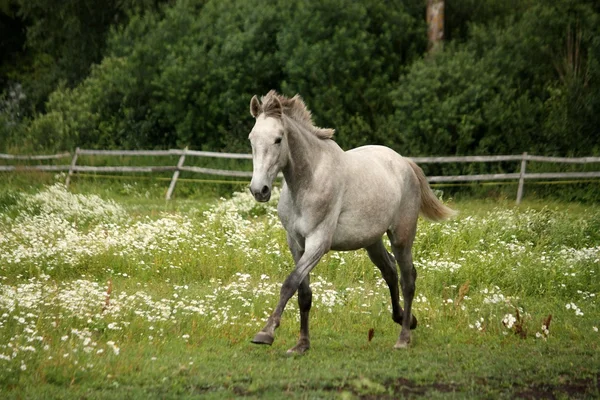 Gray andalusian horse galloping at flower field — Stock Photo, Image