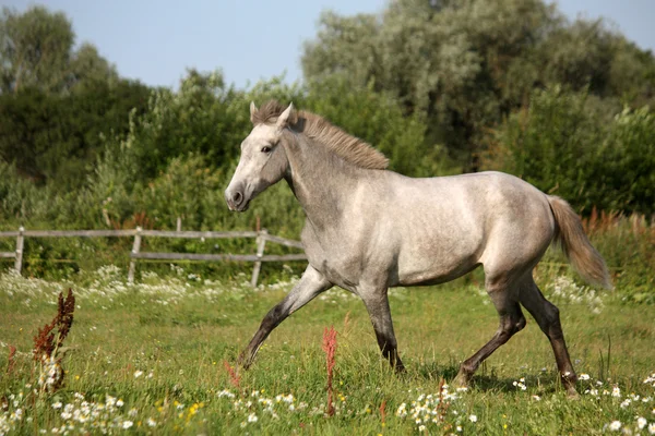 Hermoso potro andaluz gris (caballo joven) trotando gratis — Foto de Stock