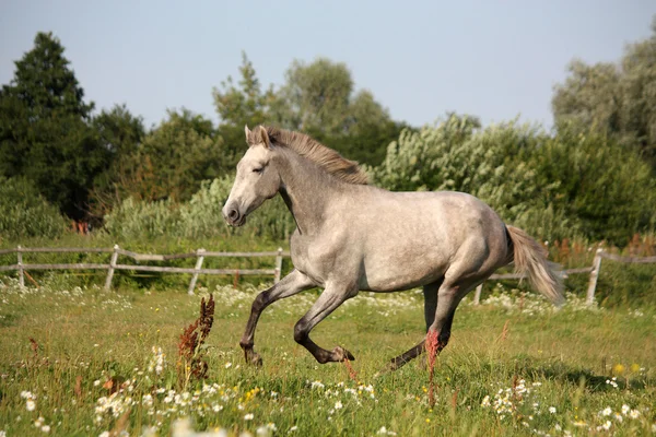 Jeune cheval espagnol andalou gris galopant gratuitement — Photo