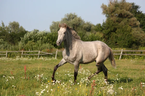 Красивый серый андалузский жеребенок (молодой конь) свободно бегает — стоковое фото