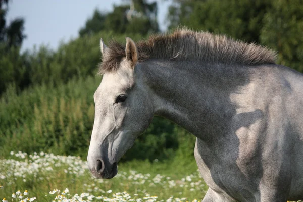 Retrato de caballo joven gris andaluz en verano —  Fotos de Stock