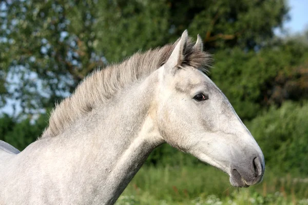 Ritratto di cavallo giovane grigio andaluso in estate — Foto Stock