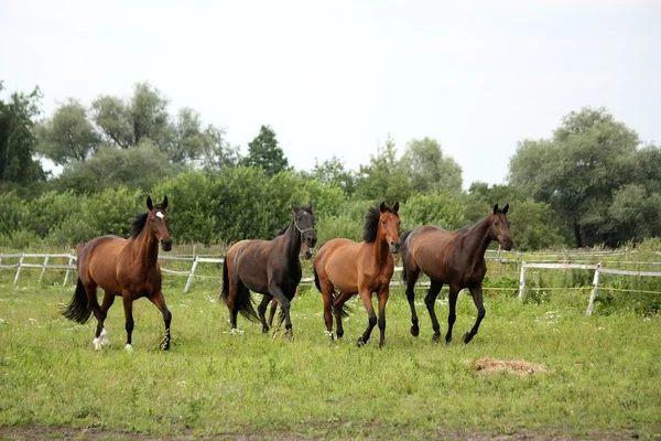 Herd of horses running free at pasture — Stock Photo, Image