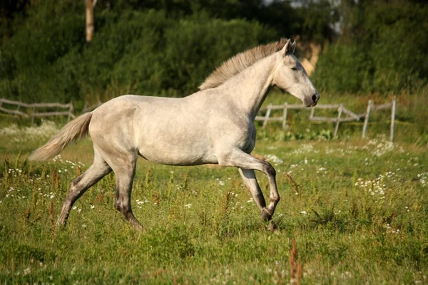 Молодой серый андалузский испанский конь скачет на свободе — стоковое фото