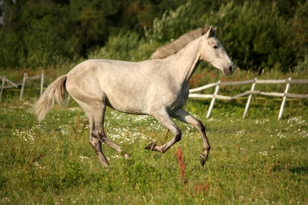 Young gray andalusian spanish horse galloping free — Stock Photo, Image