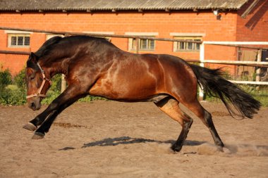 Oynak çalışan at padok içinde