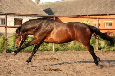Oynak çalışan at padok içinde