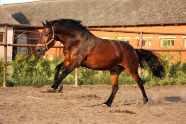 Oynak çalışan at padok içinde